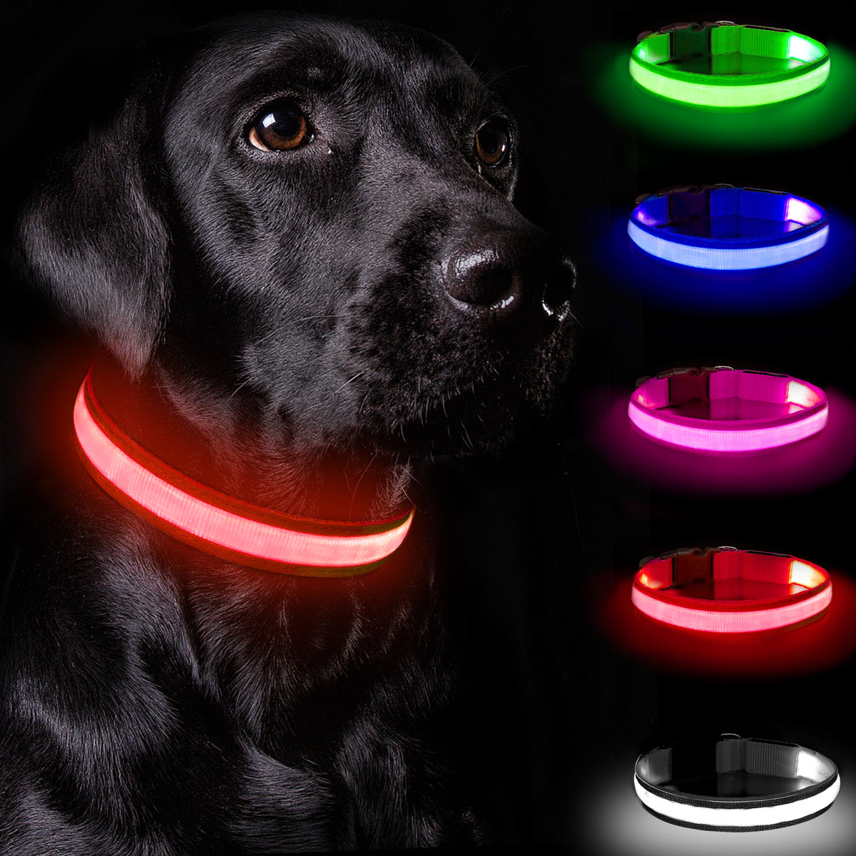 Rechargeable LED Dog Collar